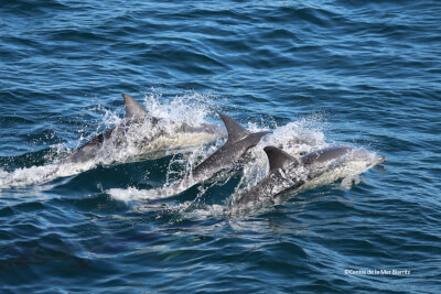 centre de la mer biarritz